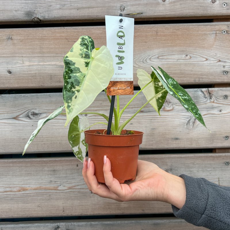 Alocasia micholitziana (Alokázia) ´FRYDEK´, kont. P9, výška: 15-20 cm